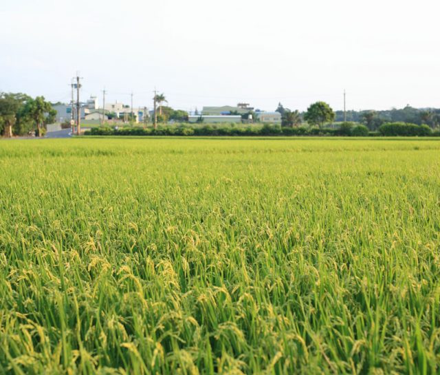 圖3-25◆ 南勢國小舉辦種田活動，讓學生接觸土地，學習愛護土地（圖片來源：南勢國小）