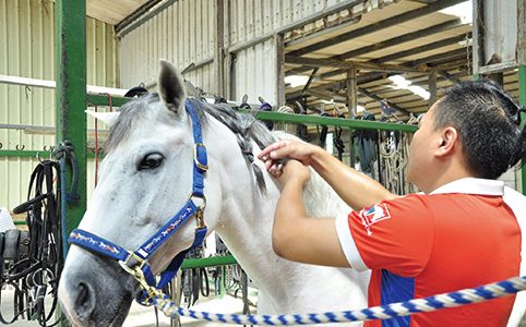 圖9-33◆ 馬場內各種馬匹（圖片來源：朋馳馬術俱樂部）