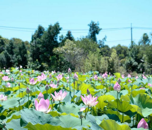 圖10-2◆ 觀音的蓮花頗負盛名（圖片來源：桃園市政府農業局）